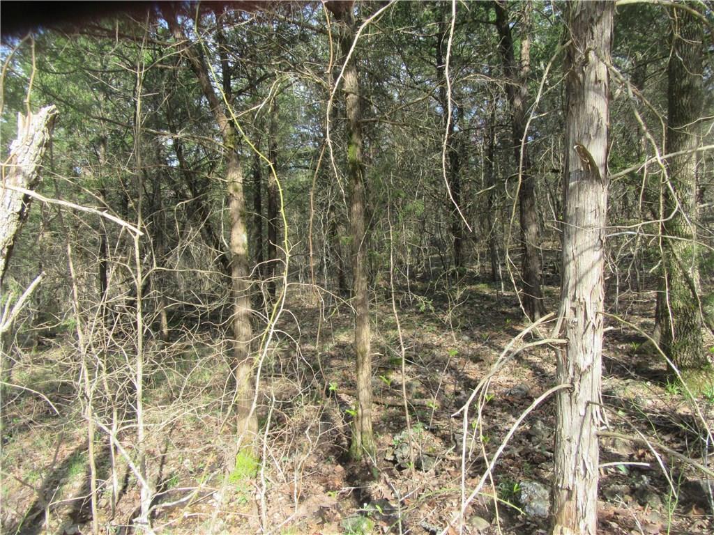 Wooded area of lot