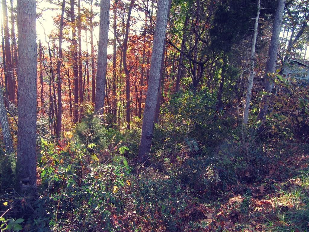 Another view of wooded area