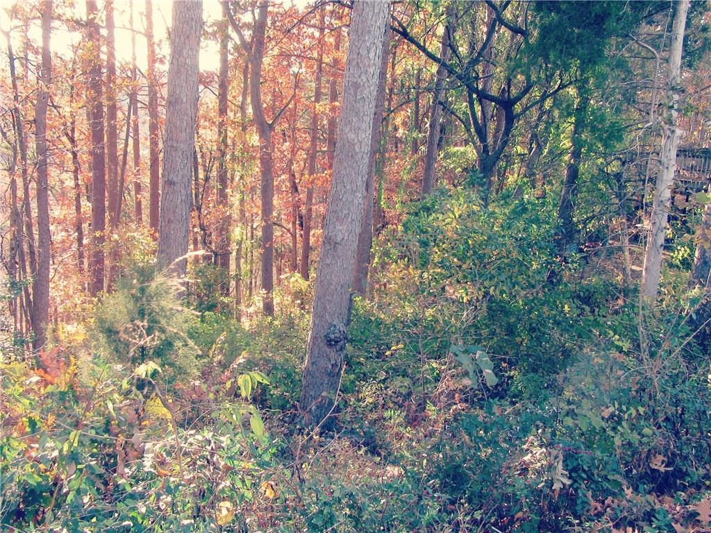 Third view of wooded area