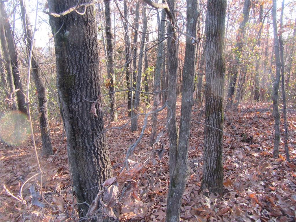View of hardwood trees on well-shaded lot